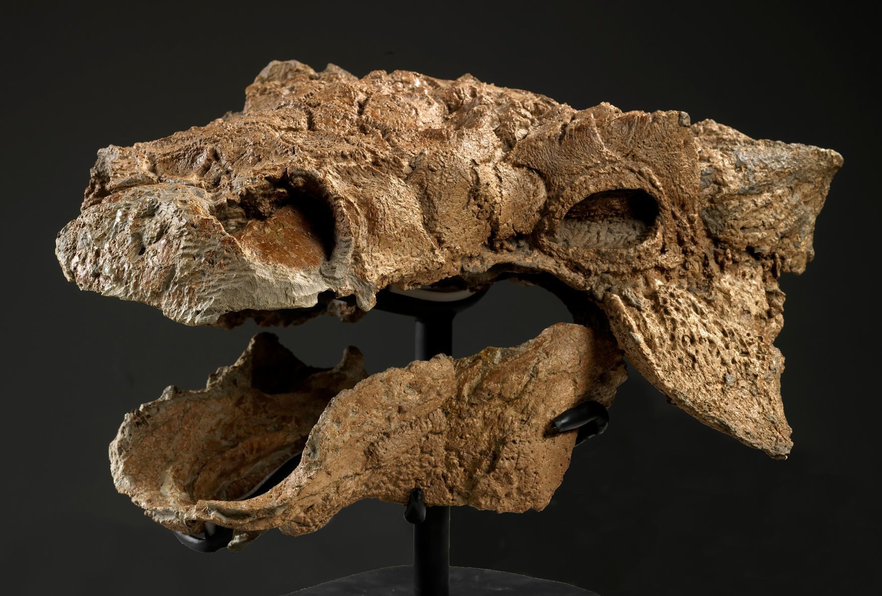 The skull